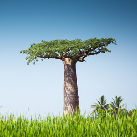 Baobab, the tree of life