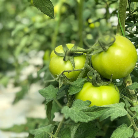 The gaps in Western diets