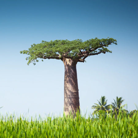 Baobab, the tree of life
